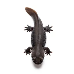 Common newt