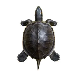 Common snapping turtle