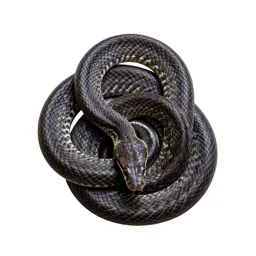 Constrictor