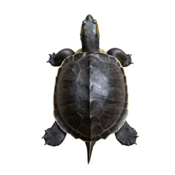 Cooter