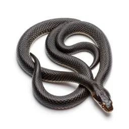 Corn snake