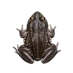 Crapaud