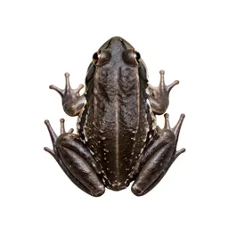 Cricket frog