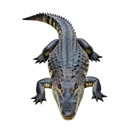 Crocodilian reptile