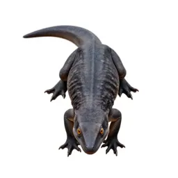 Cynodont