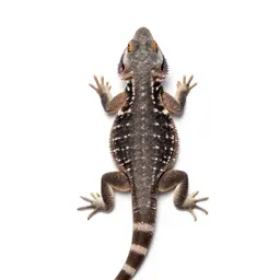 Desert iguana