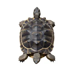 Desert tortoise