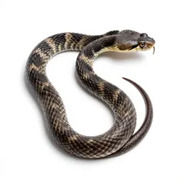 Diamondback