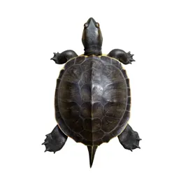Diamondback terrapin