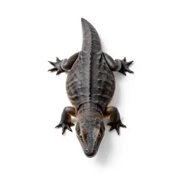 Diapsid