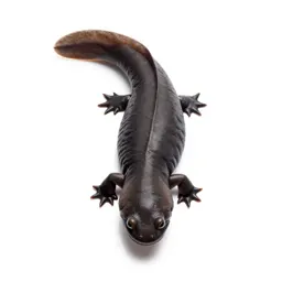 Dicamptodon