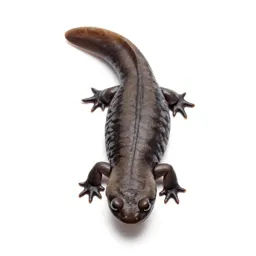 Dusky salamander