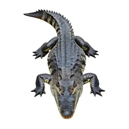False gavial