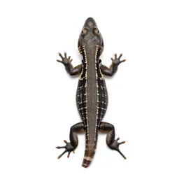 Fence lizard