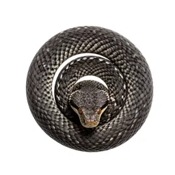 Fer-de-lance