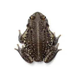 Fire-bellied toad