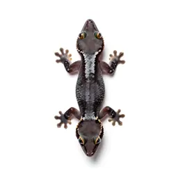 Flying gecko