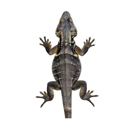 Frilled lizard
