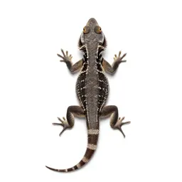 Fringe-toed lizard