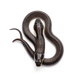 Garter snake