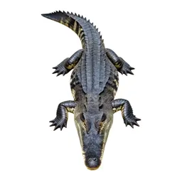 Gavial