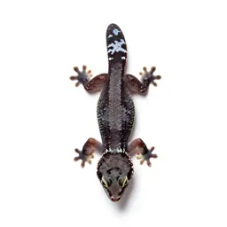 Gecko