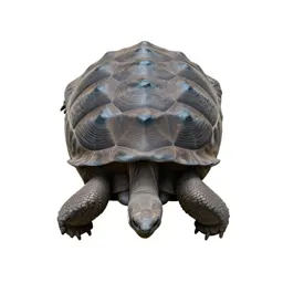 Giant tortoise