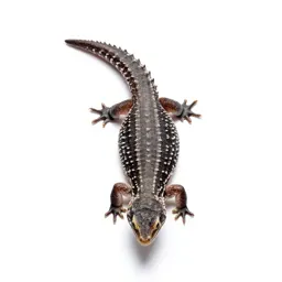Glass lizard