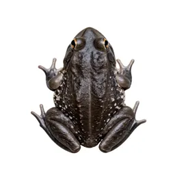 Goliath frog
