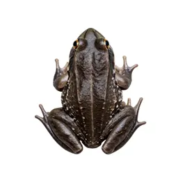 Grass frog