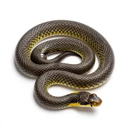 Grass snake
