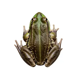 Green frog