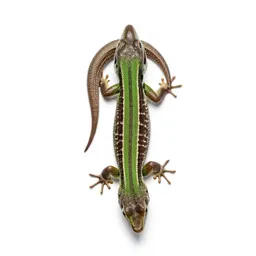 Green lizard