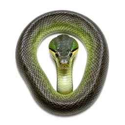 Green mamba
