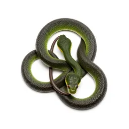 Green snake