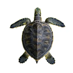 Green turtle