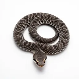 Ground rattler
