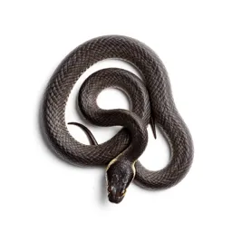 Ground snake