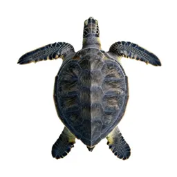 Hawksbill turtle