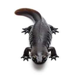 Hellbender