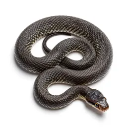 Hognose snake