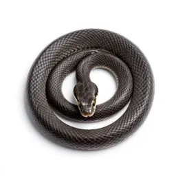 Hoop snake