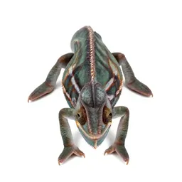 Horned chameleon
