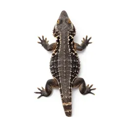 Horned lizard