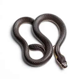 Horseshoe whipsnake
