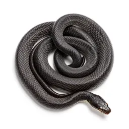 King snake