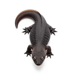 Labyrinthodont