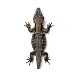 Lacertid lizard