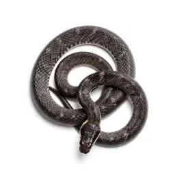 Leaf-nosed snake
