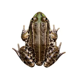 Leopard frog